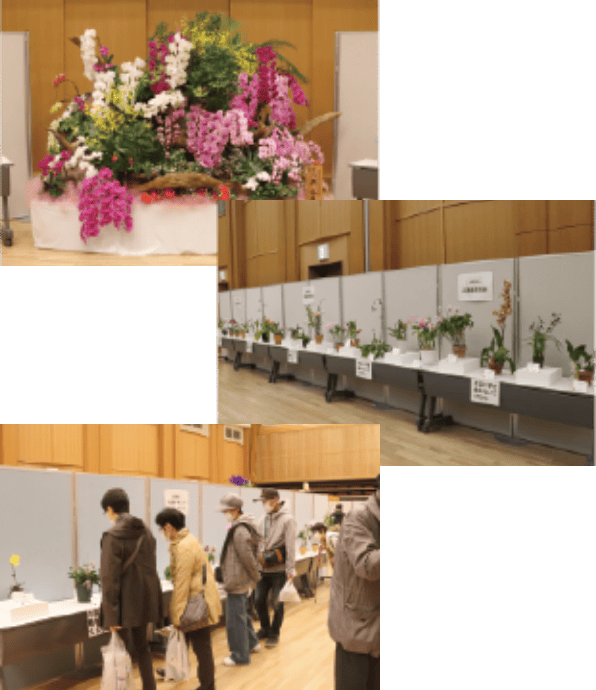 らんの展示